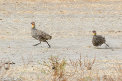 Pternistis leucoscepus