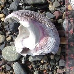 Modelia granosa