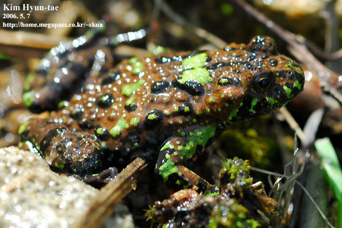 Oriental Fire-bellied Toad