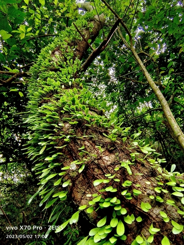 Lemmaphyllum microphyllum