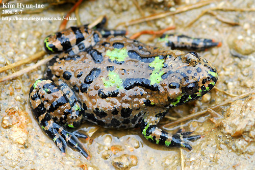 Oriental Fire-bellied Toad