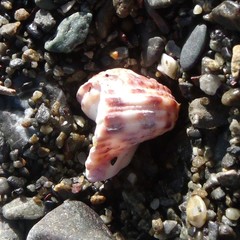 Modelia granosa