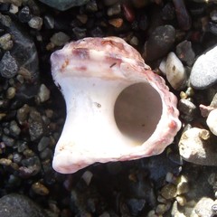 Modelia granosa