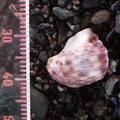 Modelia granosa