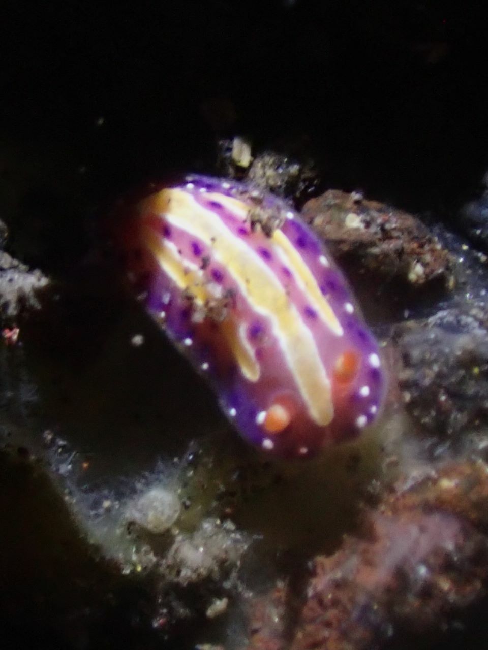 mexichromis-aurora-r-f-johnson-gosliner-1998