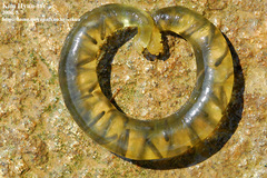 Hynobius leechii