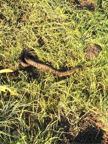 Tiger Snake sighting