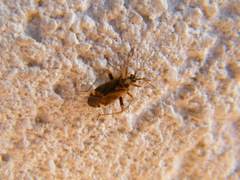 Closterotomus fulvomaculatus