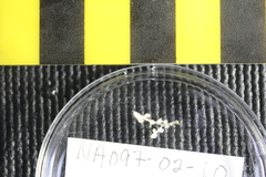 Parastenella gymnogaster