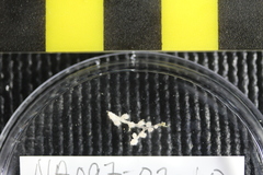 Parastenella gymnogaster