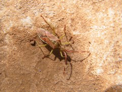 Gonocerus juniperi