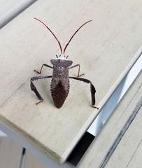 Acanthocephala declivis