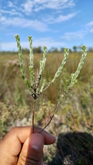 Amphithalea ericifolia erecta