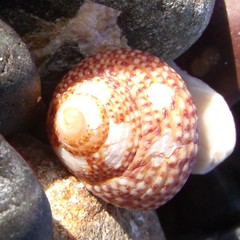 Maurea punctulata