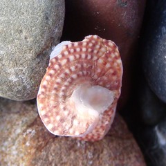 Maurea punctulata