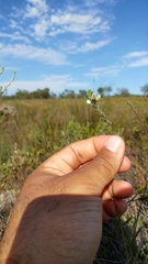 Amphithalea ericifolia erecta
