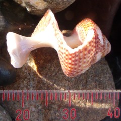 Maurea punctulata