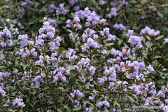 Strobilanthes kunthiana