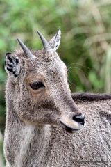 Nilgiritragus hylocrius