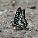 Graphium doson postianus - Photo (c) 何秋, some rights reserved (CC BY-NC), uploaded by 何秋
