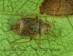 Agnocoris