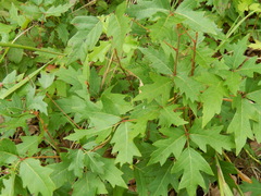 Toxicodendron radicans verrucosum