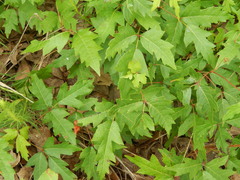 Toxicodendron radicans verrucosum