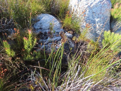 Image of Elegia mucronata by (c) linkie, some rights reserved (CC BY)