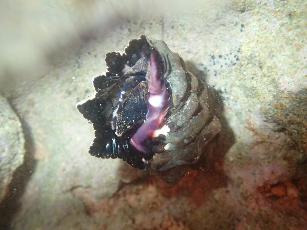 Tylothais virgata