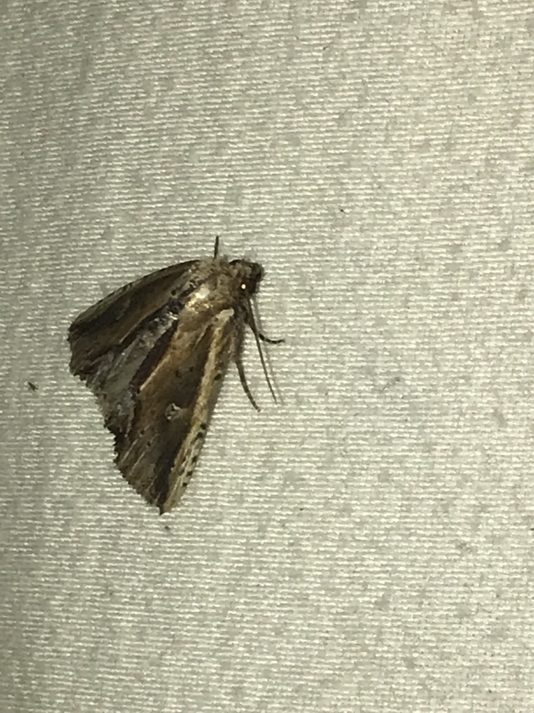 Antachara denterna