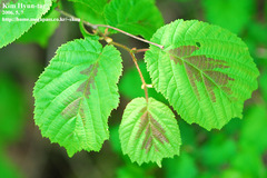 Corylus heterophylla