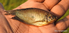 Trichopodus trichopterus