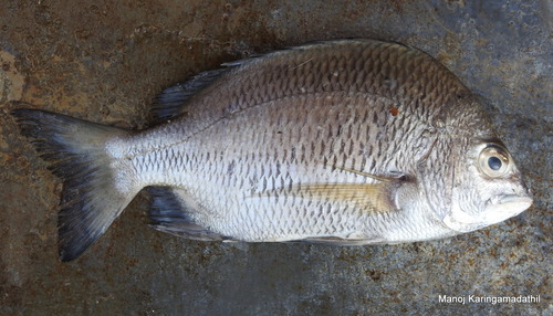 Acanthopagrus berda