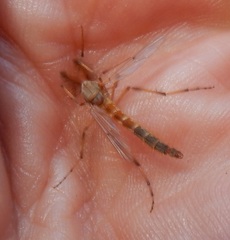 Chironomus crassicaudatus