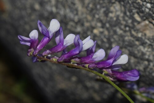 Vicia villosa