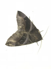 Dysgonia purpurata
