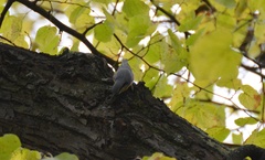 Sitta europaea