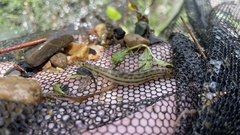 Small Stripe Spined Loach photo 4