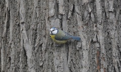 Cyanistes caeruleus
