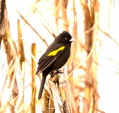Cacicus chrysopterus