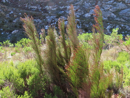 Image of Restio subverticillatus by (c) linkie, some rights reserved (CC BY)