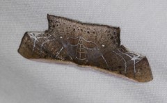 Tessarotis rubrata