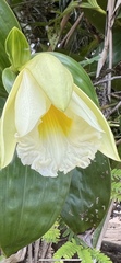 Sobralia macrophylla image