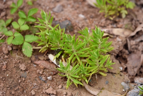 Sedum mexicanum