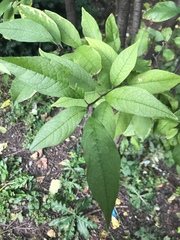 Magnoliopsida