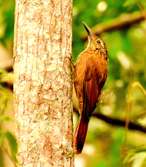 Dendrocolaptes platyrostris