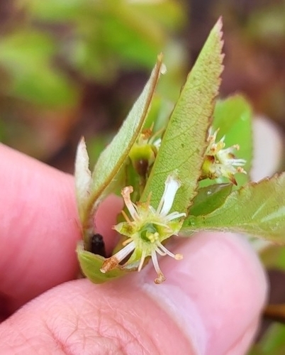 Image of Amelanchier nantucketensis by (c) Zihao Wang, some rights reserved (CC BY)