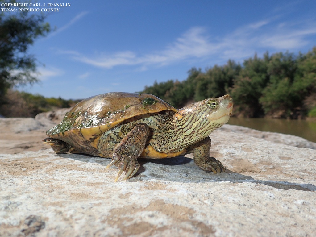 Big Bend Slider