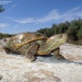 Big Bend Slider - Photo (c) texasturtles, some rights reserved (CC BY-NC), uploaded by texasturtles