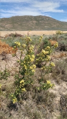 Leucadendron chamelaea